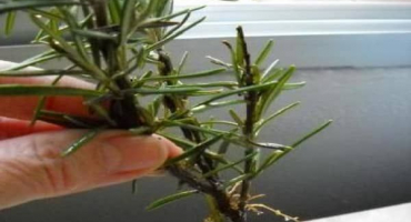 Jak množit a pěstovat řízky rozmarýnu doma